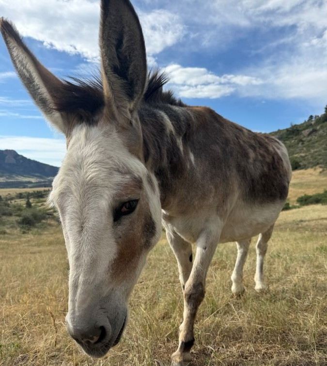 Ludo Donkey